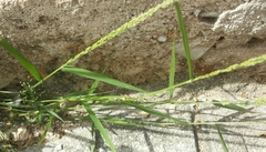 Poaceae