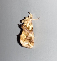 Plusiodonta compressipalpis