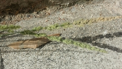 Poaceae