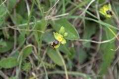 Ophrys