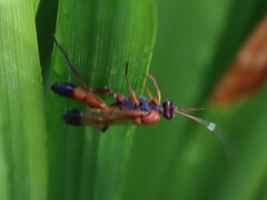 Ctenochares bicolorus