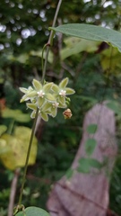 Blepharodon mucronatum