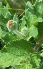 Tridax procumbens