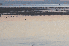 Carcharhinus melanopterus