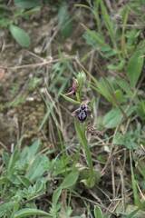 Ophrys