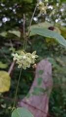 Blepharodon mucronatum