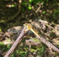 Sympetrum cordulegaster