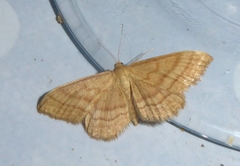 Idaea ochrata