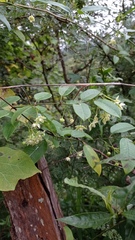 Blepharodon mucronatum