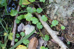 Hydrocotyle americana