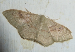 Idaea rubraria
