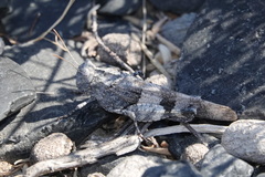 Oedipoda