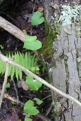 Fallopia cilinodis