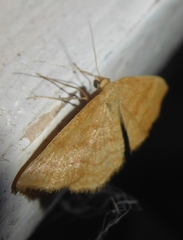 Idaea ochrata