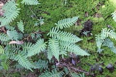 Polypodium virginianum