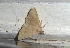 Paracolax tristalis