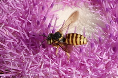 Icteranthidium grohmanni