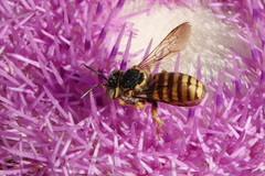 Icteranthidium grohmanni