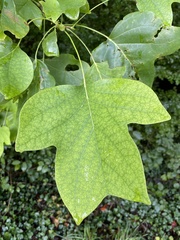 Liriodendron