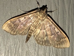 Herpetogramma aeglealis