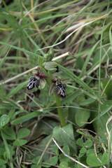 Ophrys cretica