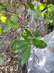 Phillyrea latifolia