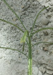 Poaceae