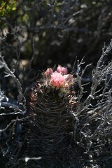 Austrocactus bertinii