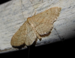 Idaea belemiata