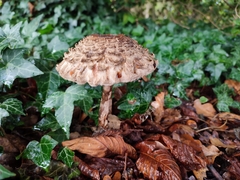 Chlorophyllum brunneum