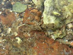 Pseudogobius poicilosoma