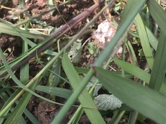 Panicum capillare