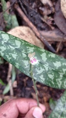 Eulophia maculata