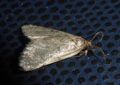 Setina irrorella