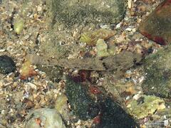 Pseudogobius poicilosoma