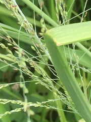 Panicum capillare