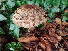 Chlorophyllum brunneum