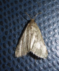 Setina irrorella