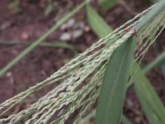 Panicum capillare