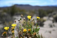 Grindelia chiloensis