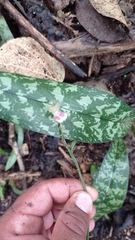 Eulophia maculata