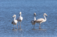 Phoenicopterus chilensis