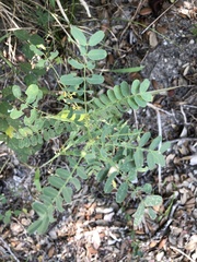 Eysenhardtia texana