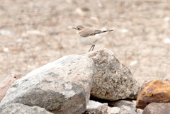 Oenanthe melanoleuca