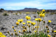 Grindelia chiloensis