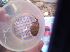 Palpares libelluloides