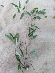 Monanthotaxis boivinii