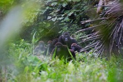 Gorilla gorilla image