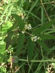 Euphorbia hypericifolia