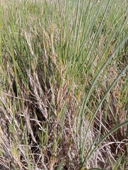 Sporobolus virginicus